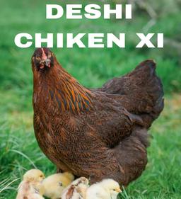 DESHI CHIKEN XI