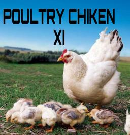 POULTRY CHICKEN XI