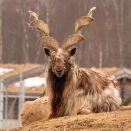 Markhor Cc