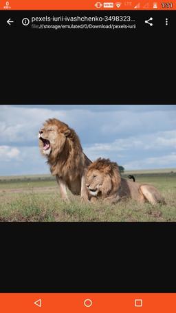 Nagar Nigam Lion